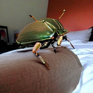 Giant bug in the bed